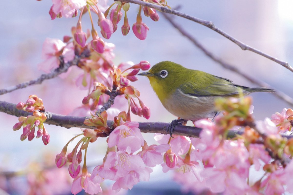 メジロのまちがいさがし（1）
