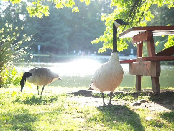 水辺で草を食むカナダグース 水辺で草を食むカナダグース