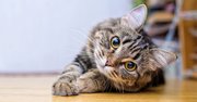 猫から飼い主に覚えておいてほしいこと。猫はこんな人間が苦手です…