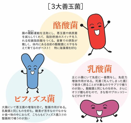 図表:3大善玉菌