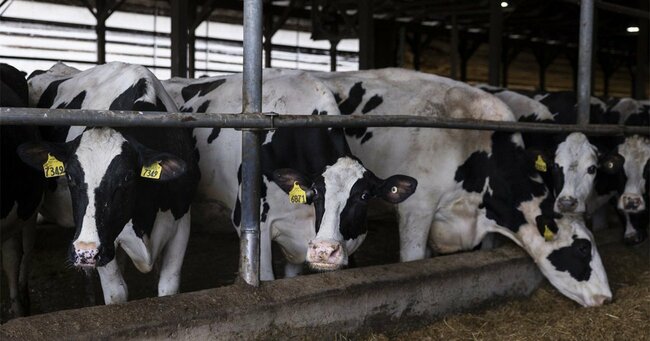 米政権のメタン排出規制、牛のゲップは対象外