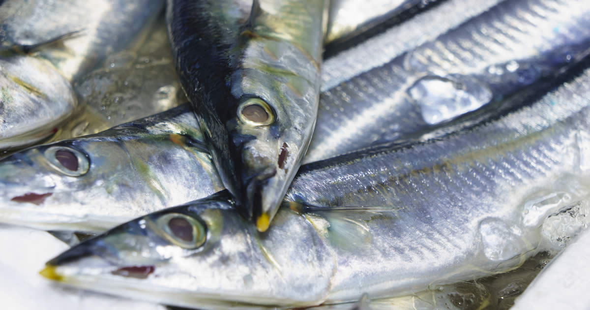 日本だけが漁獲量減少 ノルウェー漁業を見習うべき理由 ニュース3面鏡 ダイヤモンド オンライン