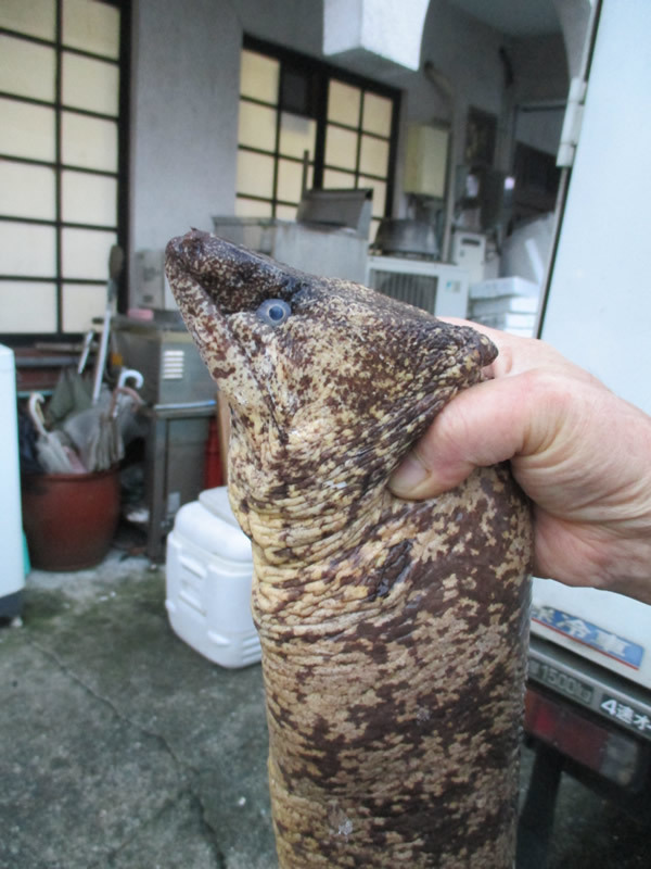 なぜ高知ではカツオ並みに うつぼ が愛されるのか 魚食王国ニッポン 元気をつくる 浜のめし 池田陽子 ダイヤモンド オンライン