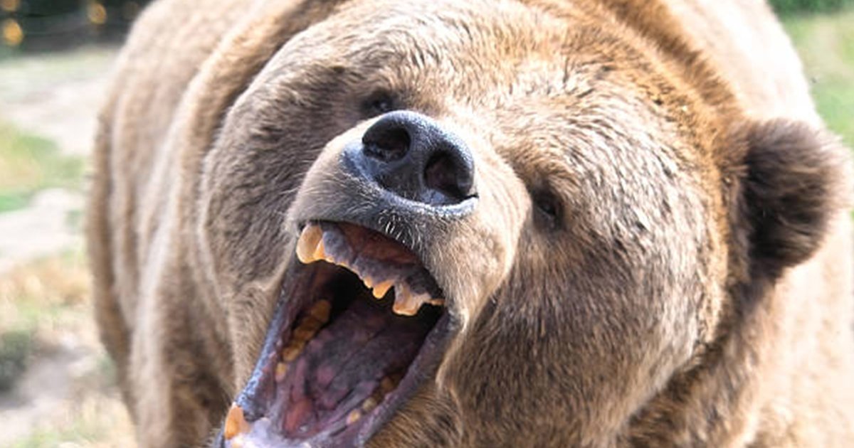 気がついたときにはクマが目の前に…