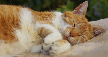 フランスでベストセラー!世界22ヵ国で翻訳!猫はよく眠っているけど、眠る=何もしていない、は大間違い!