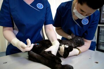 動物にもコロナワクチン、ロシアでペットなどに接種開始