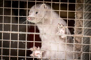 デンマーク、ミンクを処分へ　突然変異のコロナがヒトに感染