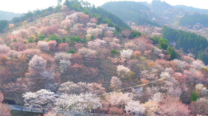 日本の絶景 吉野の山の雄大な桜景色 ニュース3面鏡 ダイヤモンド オンライン