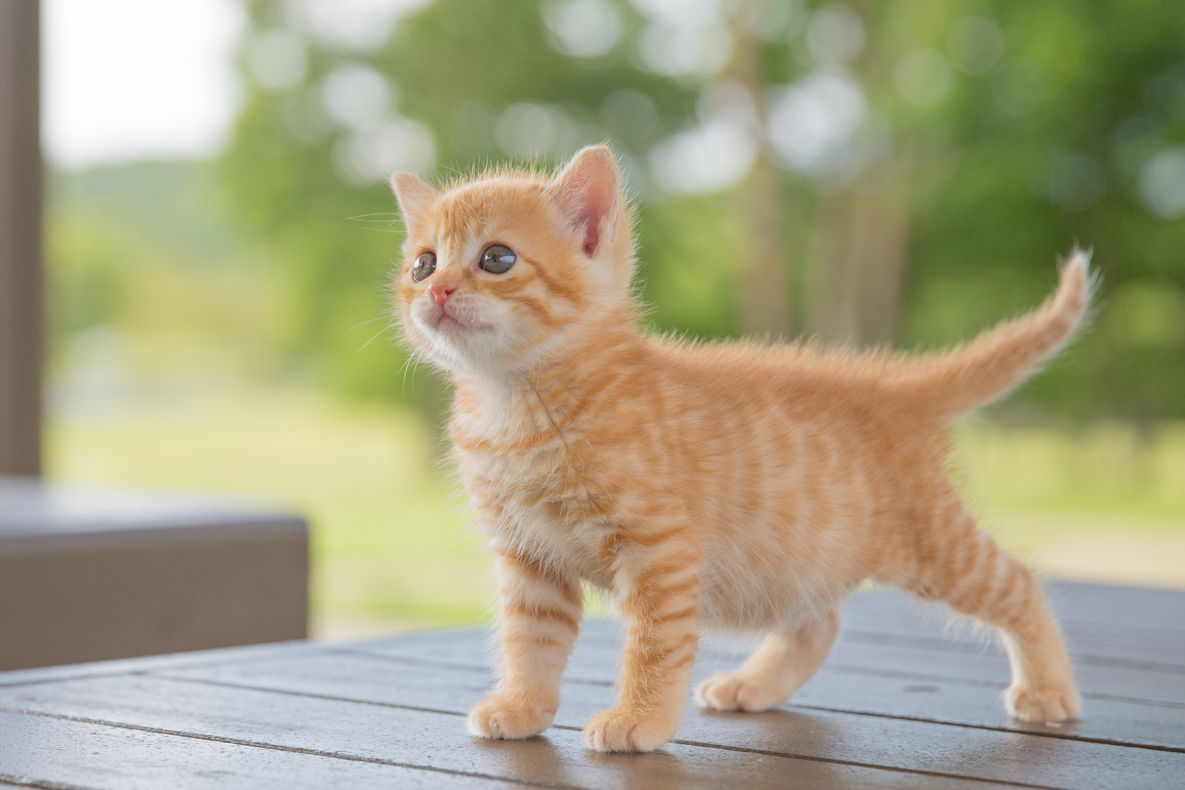 フランスでベストセラー！　世界22ヵ国で翻訳！欲しいものがある時には、猫のように○○すれば確実に手に入る！