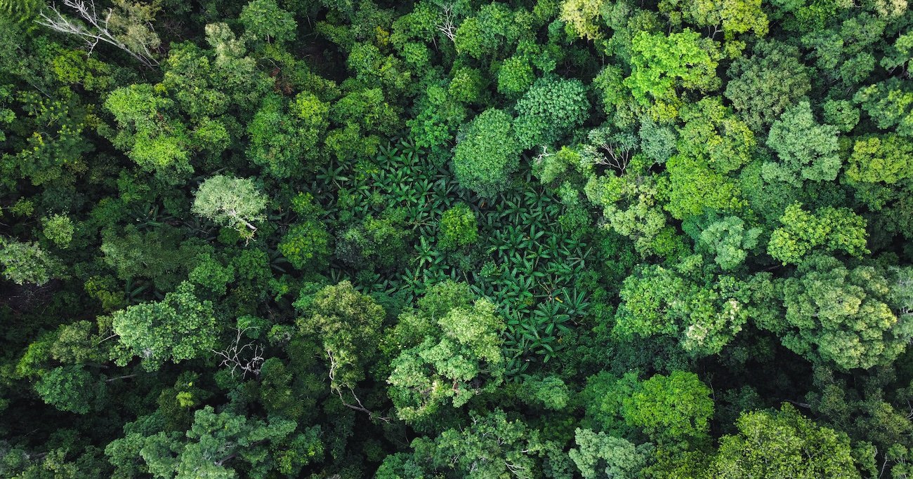 【科学者が語る】カナダの森の地中に隠された「あまりに巨大すぎる脳」…その驚きの正体は？