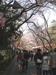 日本人は「あたって砕けろ」の美意識に捉われていないか桜の下で外国人に教わった「コスモポリタン」の精神