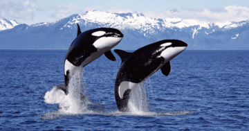 クジラすら襲って食いちぎるシャチが、仲間に見せる「優しい一面」とは?