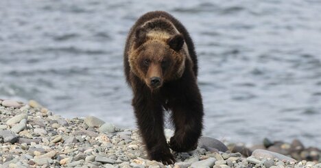 クマの「たまげた」身体能力  、巨体なのに足も速いし泳ぎも得意！鼻だって犬よりいい…