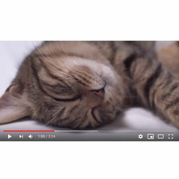 猫に癒される猫動画チャンネル「J-CATS」開設