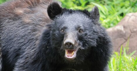 「もう鈴なんてクマに全然効かねぇよ」山のプロがお薦めしない「クマ除けアイテム」とは？