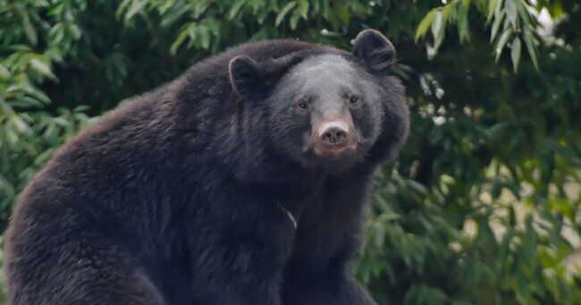 クマ駆除のニュースに同僚が「殺しちゃうなんて残酷！」→何と返すのが正解？