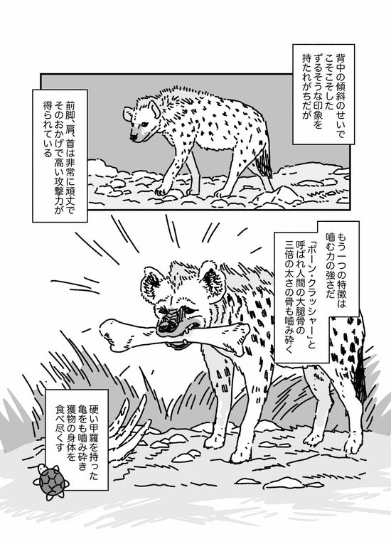 【マンガ】硬い甲羅のカメを噛み砕き、シマウマを30分で食べ尽くす…“ボーン・クラッシャー”「ハイエナ」に襲われた動物の悲劇的な最期とは