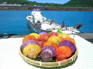 「土佐清水の長太郎貝(ヒオウギ貝)」