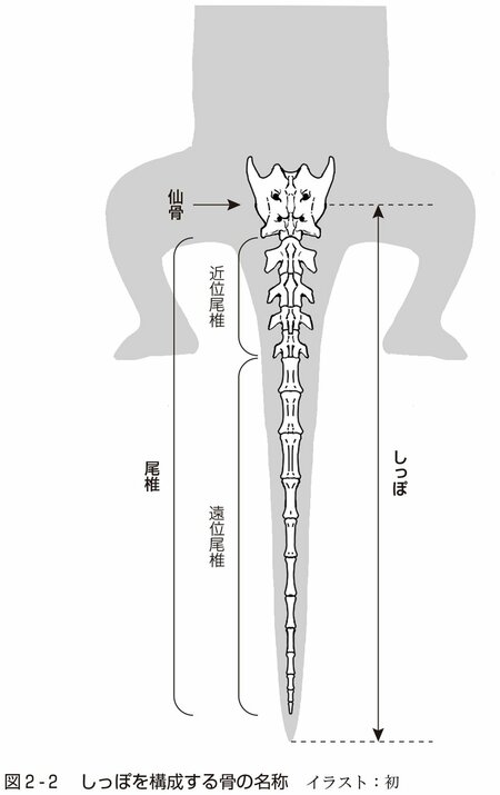 図2-2：しっぽを構成する骨の名称