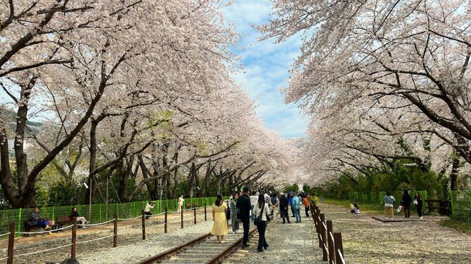 【韓国でも桜を楽しめる!?】韓国旅行でオススメの桜の観光地5選