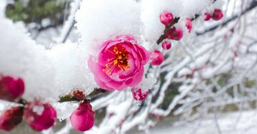 【京歩きの達人が指南】「京都の梅」を満喫できるおすすめの場所とは?無料で楽しめる穴場も