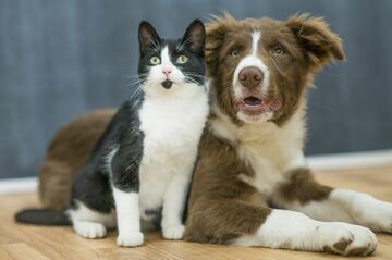 犬と猫、広告で効果的なのはどっち？