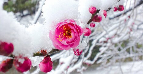 【京歩きの達人が指南】「京都の梅」を満喫できるおすすめの場所とは？無料で楽しめる穴場も