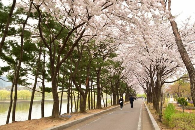 【桜満開】ソウルの「知る人ぞ知るお花見スポット」に行ってみたら、感動が想像以上だった！