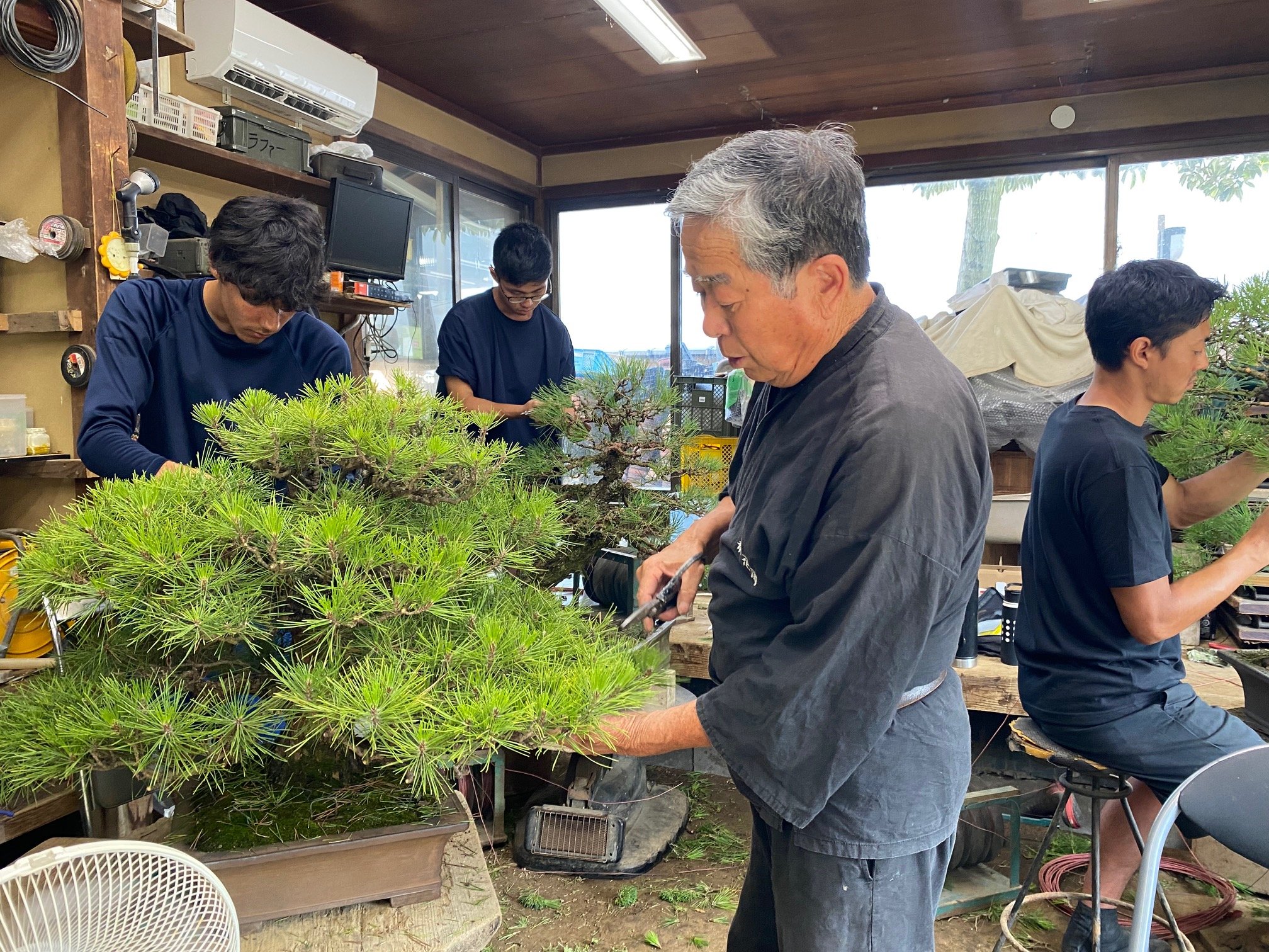 中国マネーが「日本の盆栽」へ!アリババ創業者も1000万円お買い上げ、腕利き職人は給料倍増