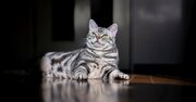 一人暮らしの動物好きをうつ病へと誘う「ペットの行動」とは〈再配信〉