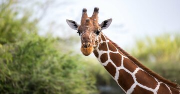 「ダーウィン以前」にも進化を信じた天才たちがいた…ゾウの化石やキリンの首から「生命の変化」に迫った科学者たち