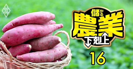 サツマイモ輸出で年商20億円！50代のレジェンド農家が後継者を「選挙」で決めた理由