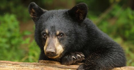 突然、クマに遭遇した人がとっさに取る行動と「ストレス対処法」の意外な共通点とは？
