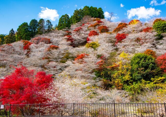 「愛知」絶景の秋！紅葉と四季桜「深紅淡紅」の大供宴！今しか見られない美満載【写真付き】