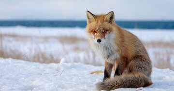 童話『ごん狐』で農民が鉄砲を持っていた理由とは？政治に翻弄されてきた「人類と野生動物の戦い」の歴史