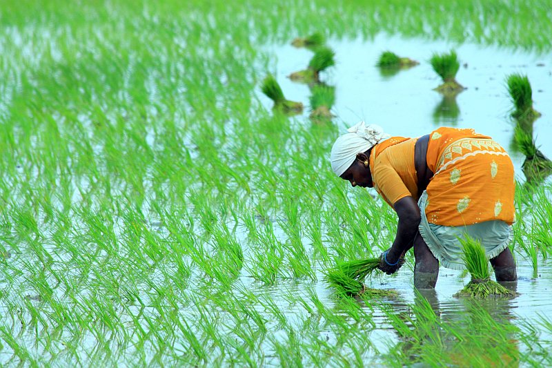 世界一の米輸出国はタイではなくインド、大飢饉からの食料革命
