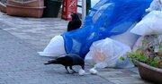 カラス研究家直伝！「ゴミ袋を荒らす」カラスを撃退する有効策は？