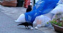 カラス研究家直伝！「ゴミ袋を荒らす」カラスを撃退する有効策は？