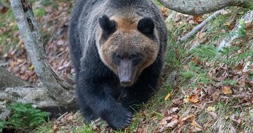 クマが人を襲う時の「意外な初動」、遭遇したら「絶対にしてはいけないこと」【猟師歴50年のベテランが教える】