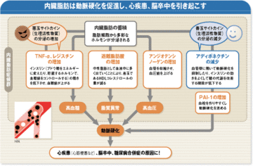 見た目スマートでも“隠れ肥満”にご用心