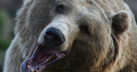 巨大ヒグマが3日間で3人殺害した福岡大ワンゲル部事件「遺品メモの言葉」が悲しい