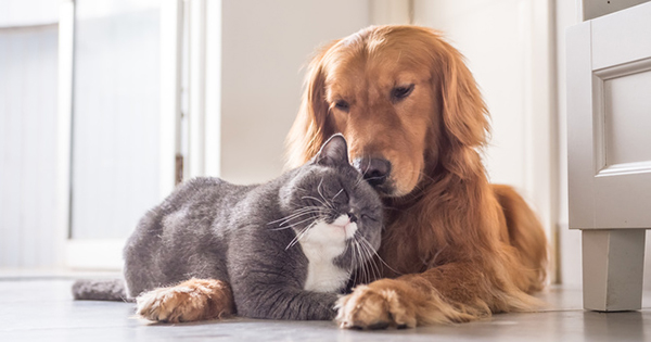 フランスでベストセラー！世界22ヵ国で翻訳！猫と人間に共通する、生きるのに絶対必要なものとは？