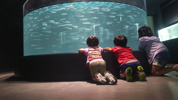 廃校が水族館に変身して大人気!地元漁師の協力でユニークな展示も