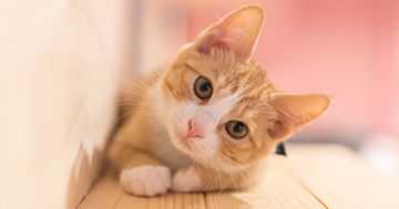 猫は自分の賢さを自覚している?