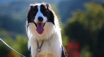 とても賢い一部の犬は、訓練なしですぐに言葉を覚えることが判明