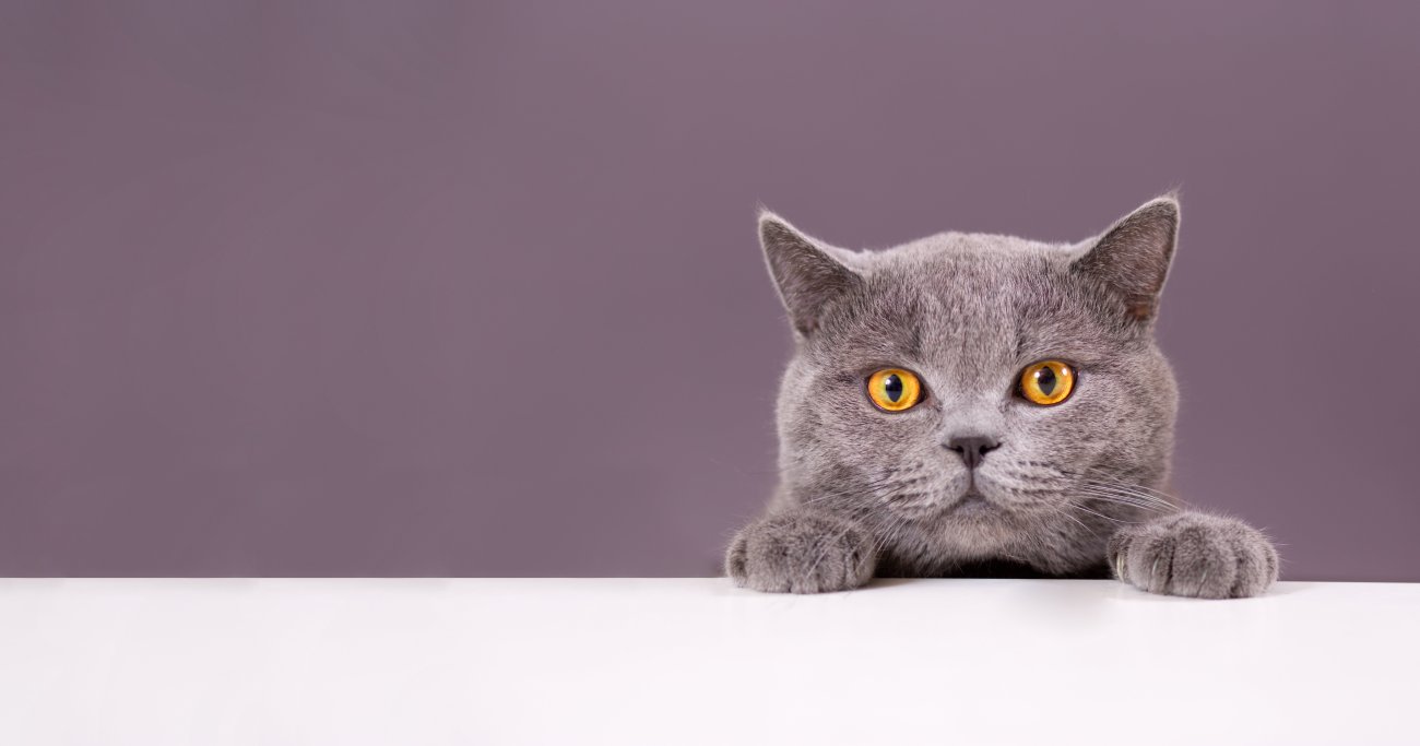 天才科学者が発見した「猫に実験を手伝ってもらう意外すぎた方法」とは?