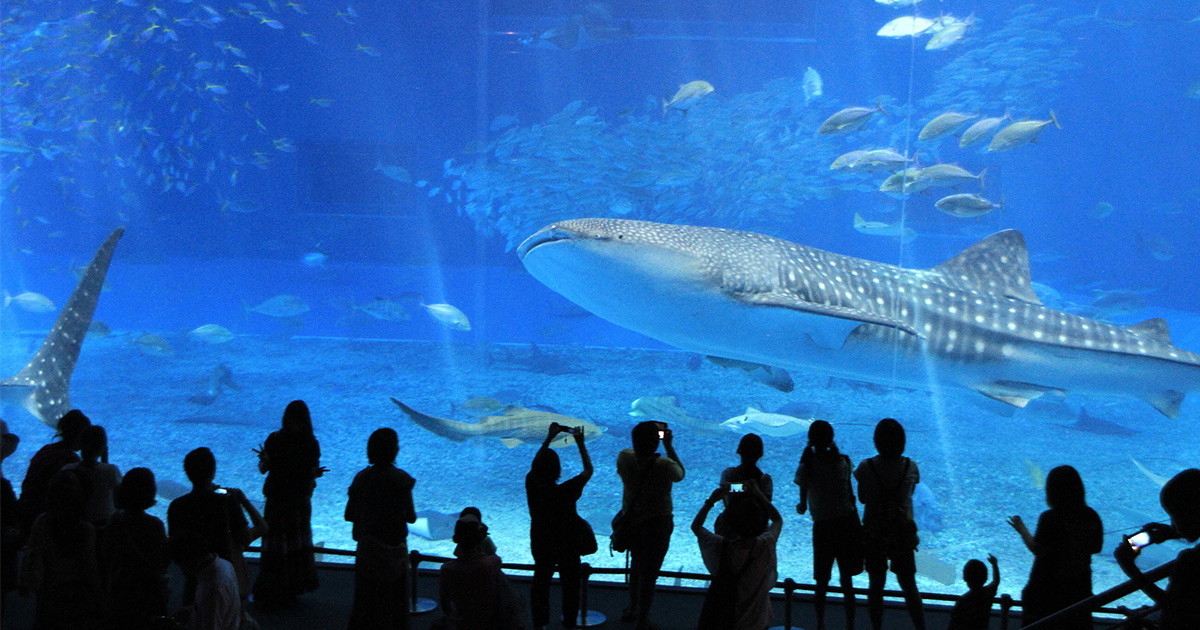 水族館でリラックス効果 血圧・心拍数に好影響