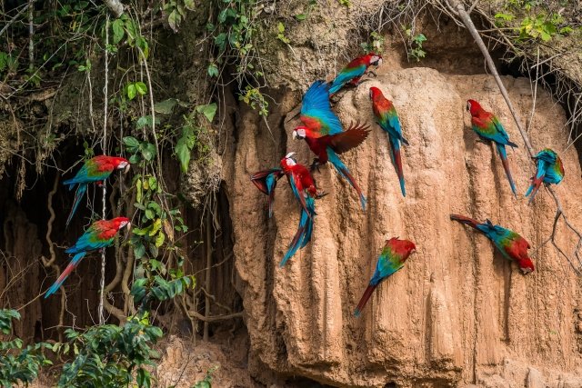 鮮やかなコンゴウインコの群れも見られる