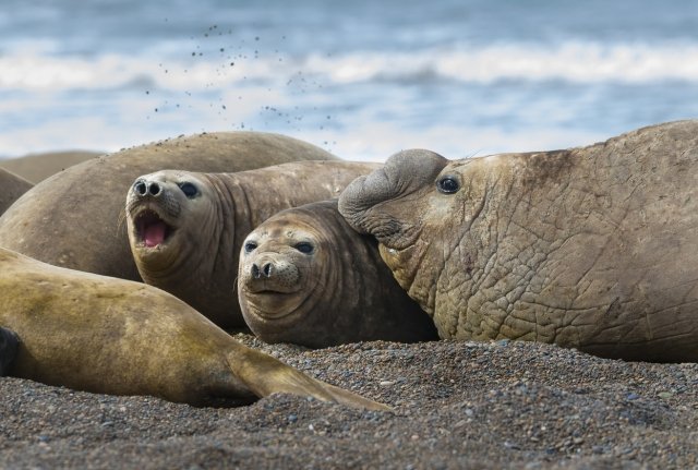 野生の珍獣に出合える海外スポット12選 後編 かわいいカピバラから巨大アザラシまで 地球の歩き方ニュース レポート ダイヤモンド オンライン