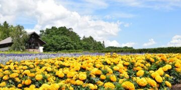 タイムズのサービス「JALピッとGo」を使ってみたら空港でレンタカーをわずか1～2分で借りられた！出発手続きが早く終わるので、すぐに観光に行ける！